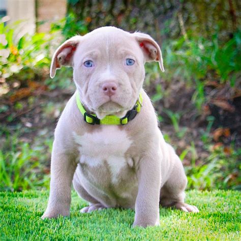 Pitbull Puppies for Sale in California - Manmade Kennels XL Pit Bulls
