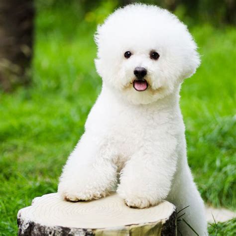 These Are the 10 Best Hypoallergenic Dog Breeds