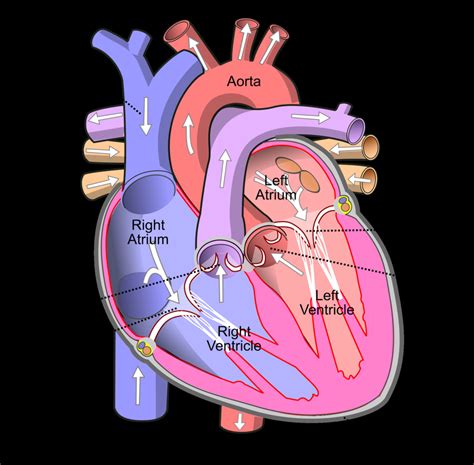 12+ Human Heart Diagram And Function | Robhosking Diagram