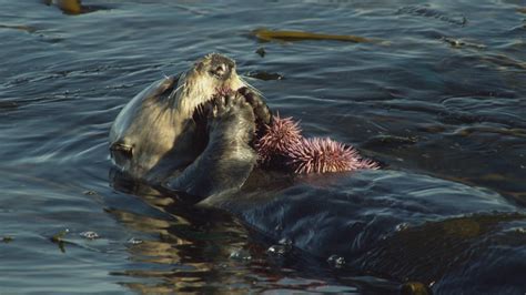 Sea Otters Eating Food