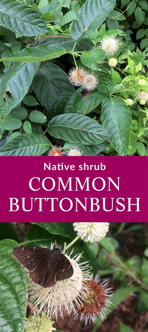 Native Buttonbush for Wet Soils and Cool Blooms! | Pollinator plants ...