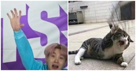 Here Are 20+ Adorable Pictures Of BTS's Suga As Iconic Cat Memes - Koreaboo