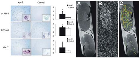 Perfluorocarbon nanoparticles for physiological and molecular imaging ...