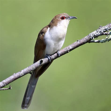 Black-billed Cuckoo | Audubon Field Guide