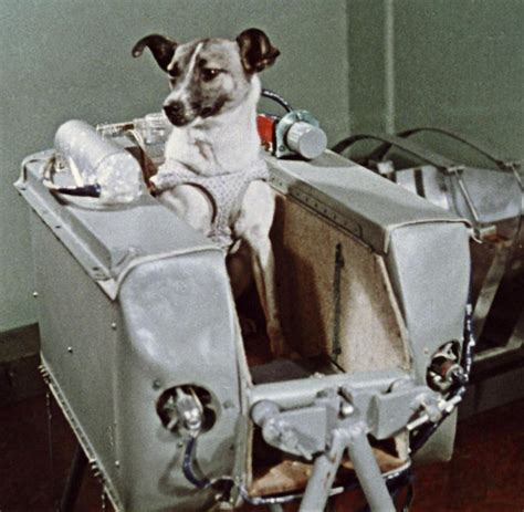 60 years ago today: Laika the cosmonaut dog | World Air Sports Federation