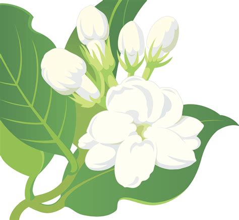 Collection of Sampaguita Drawing Easy ... | Flores para dibujar, Jazmin flor, Clipart de flor