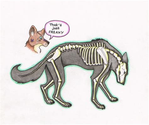 Wolf Skeleton by Kitterain on DeviantArt