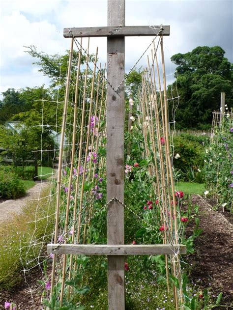 Sweet Pea Trellis Ideas - Thuem Garden Plant