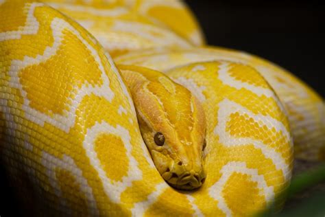 #Albino #Burmese #Python #Snake #Reptile #Animal #Nature #Yellow #White | Snake images, Burmese ...