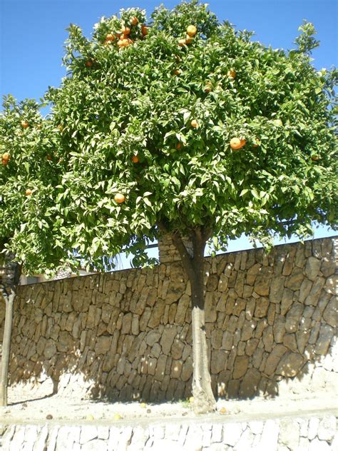 Naranjo Amargo-Citrus Aurantium – Para Mi Jardín