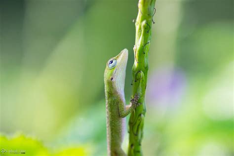 Baby green anole by CyclicalCore on DeviantArt