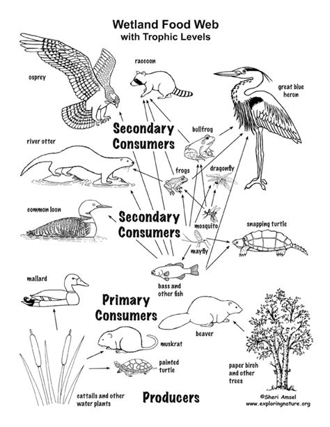 Wetland Habitat Mural