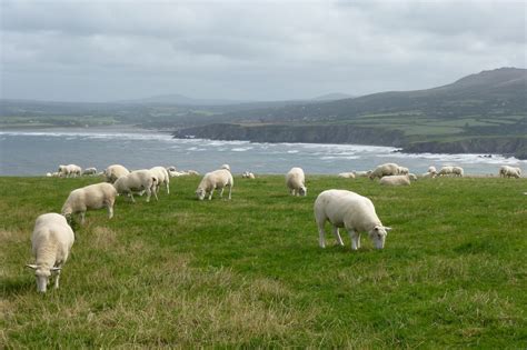 wales_sheep – Begegnung in Europa – Verein zur Verständigung e.V.