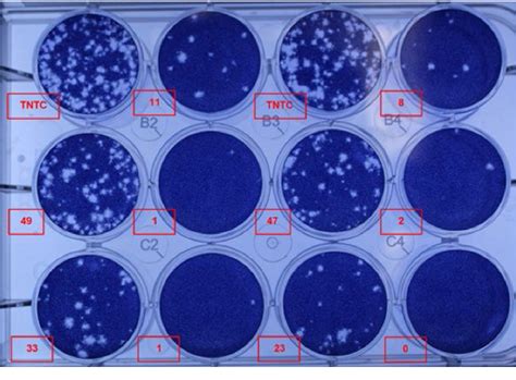 Figure 4 from Development of a robust cell-based potency assay for a coxsackievirus A21 ...