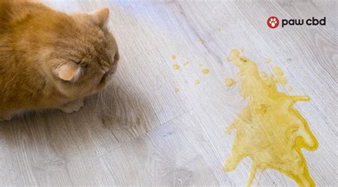 Cat Vomiting: What Does It Mean and When Is It Serious? | Paw CBD