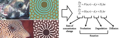 Turing (chemical) morphogenesis is a leading model for explaining ...