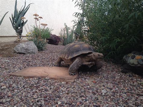 California Desert Tortoise in his habitat | Tortoise habitat, Tortoise ...