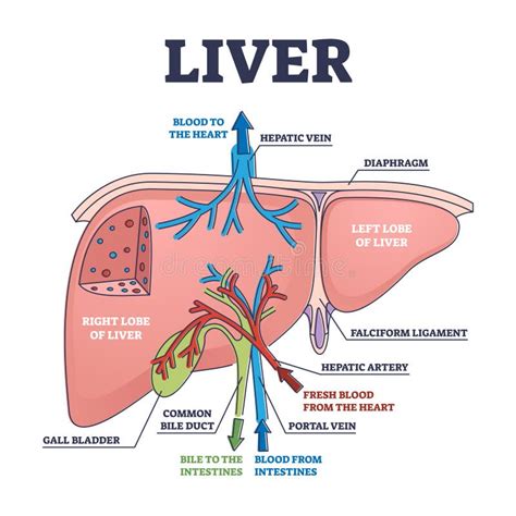 Liver Structure and Anatomical Organ Function Explanation Outline Diagram Stock Vector ...