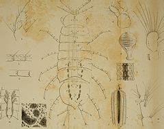 Category:Bijdrage tot de kennis van de Crustacea Hedriophthalmata van Nederland en zijne kusten ...