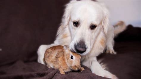 Dog And Bunny Rabbit Are Best Friends – Fresh Positivity