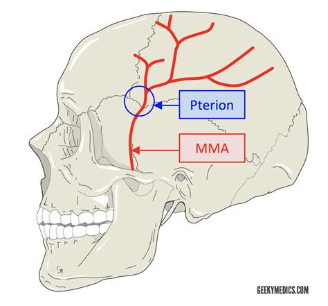 Cranial Foramina | Skull Anatomy | Foramen | Geeky Medics