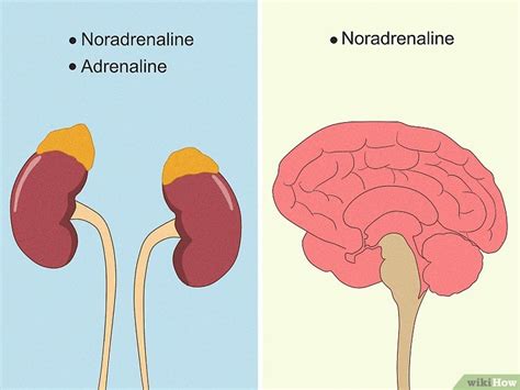 What Is Noradrenaline? Noradrenaline vs. Adrenaline