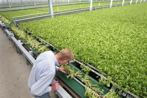 Greenhouse Lettuce Grower Invests in Major Expansion (Greenhouse Grower ...