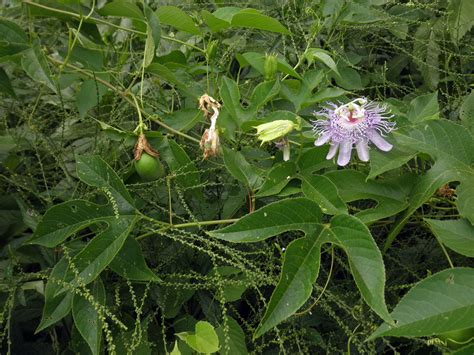 Passiflora incarnata (Passifloraceae) image 101940 at PhytoImages.siu.edu