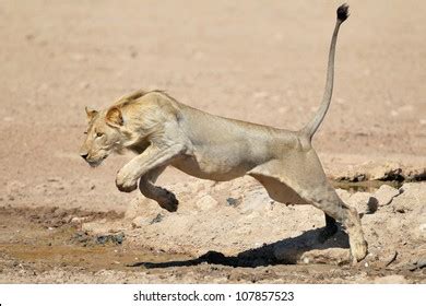 Young Lion Jumping Over Puddle Water Stock Photo (Edit Now) 107857523