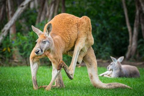 Red Kangaroo, Australia stock photo. Image of close, furry - 5901040