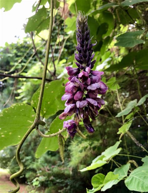 Pueraria montana var. lobata (Japanese Arrowroot, Kudzu, Kudzu Bean ...