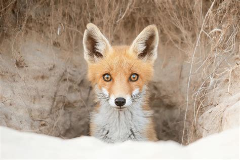 Bright Eyes - Fox kit in her den Photograph by Roeselien Raimond - Pixels