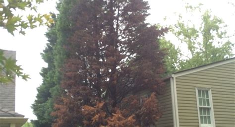 Diseases of Leyland Cypress Trees | Atlanta Arbor