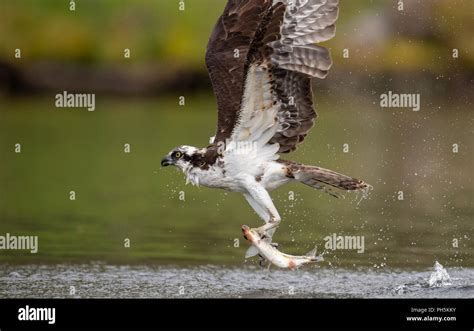 Osprey Catching a Fish Stock Photo - Alamy