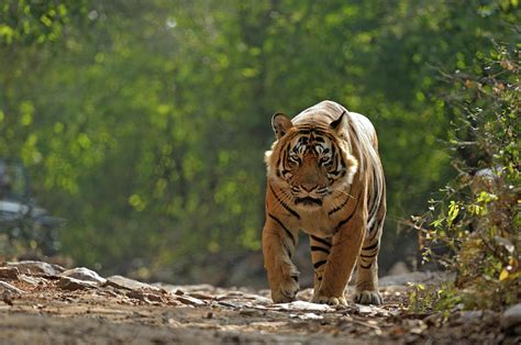 Tiger In Forest Photograph by Aditya Singh - Fine Art America