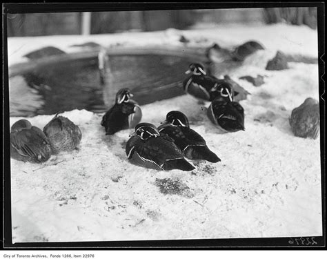 Old Zoos - On this snowy Toronto day, here are some ducks...