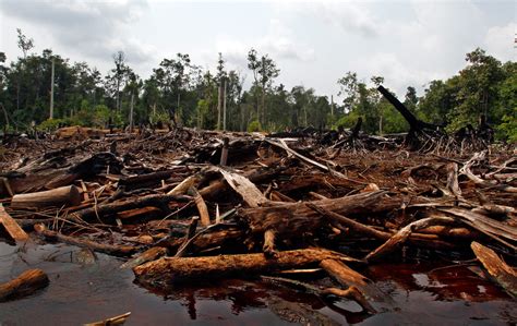 Banks Lent $2.6tn Linked to Ecosystem and Wildlife Destruction in 2019 – Earth Island Journal ...