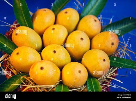 Alphonso mangoes India Stock Photo - Alamy