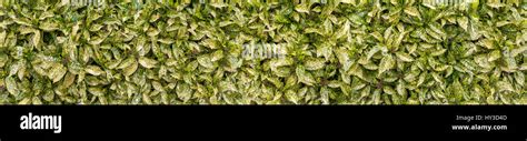 Variegated spotted laurel bush hedge long horizontal background Stock ...