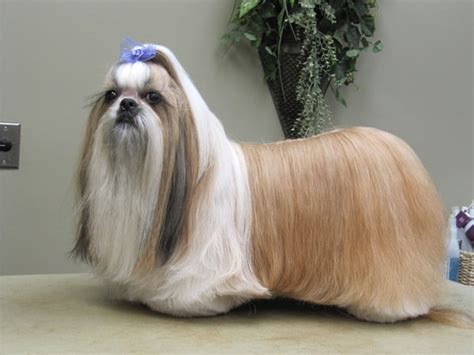 30 Different Dog Grooming Styles - Tail and Fur