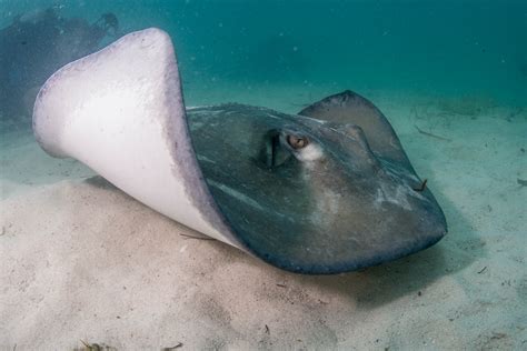 Lessons from a Sting Ray