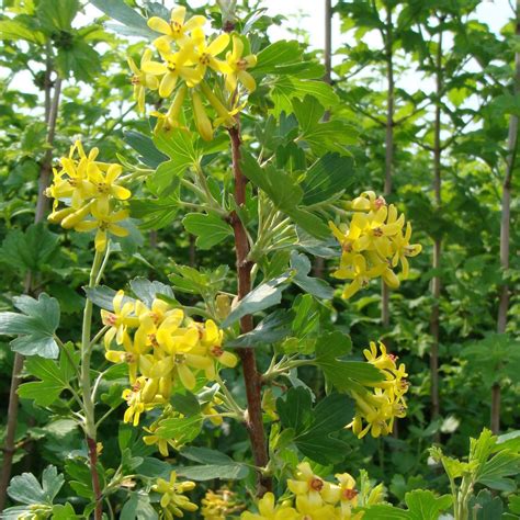 Ribes odoratum - Groseillier doré à floraison jaune abondante parfumée