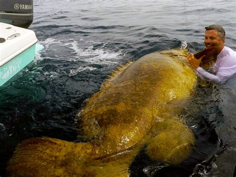 Can You Catch or Keep Goliath Grouper? | Salt Water Sportsman