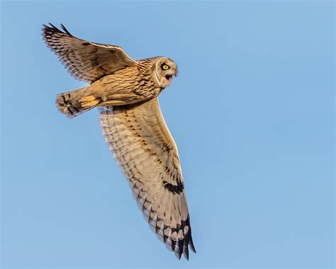 Short-Eared Owl Flight Photograph by Morris Finkelstein - Pixels