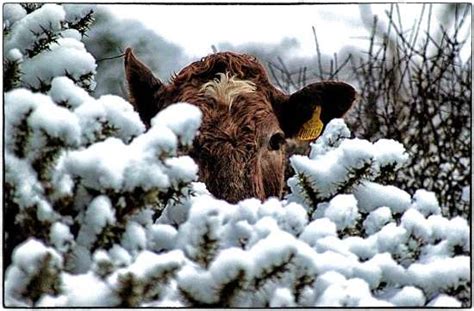 Training Cattle For Winter Grazing