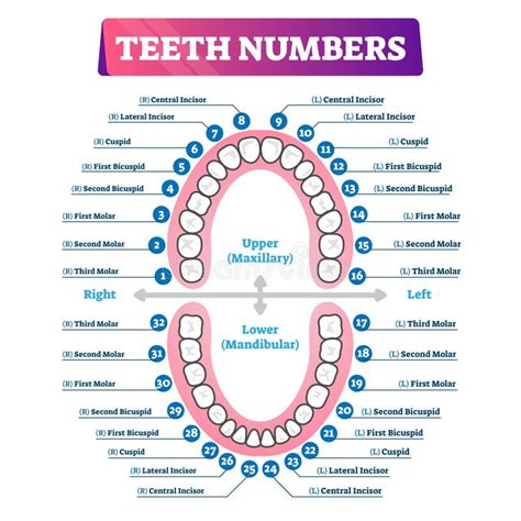 Teeth Numbers Oral Cavity Scheme Stock Vector - Illustration of dentist ...