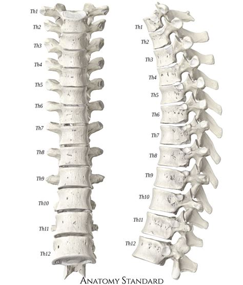 Thoracic spine. Front & Side view | Anatomy bones, Thoracic vertebrae ...