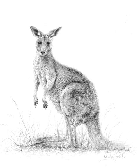 Australian Animals Drawings at PaintingValley.com | Explore collection of Australian Animals ...