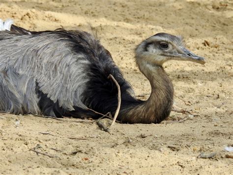 Rhea Eggs | SIMILAR BUT DIFFERENT IN THE ANIMAL KINGDOM