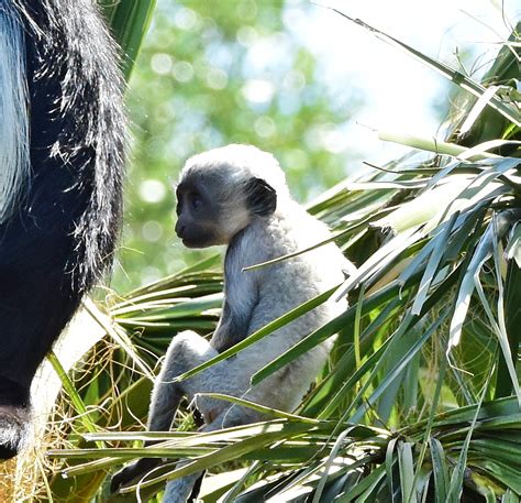 marabou stork babies | Dina's Wildlife Adventures